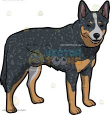 A Charming Australian Cattle Dog Australian Cattle Dog Australian Cattle Dog Blue Heeler Cattle Dog