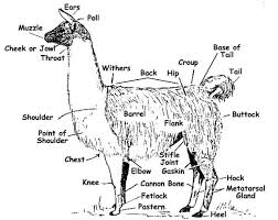 Because We Should Know The Anatomy Of The Llama Livestock Guardian Llama Face Llama