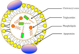 Plasma Proteins | Ppt