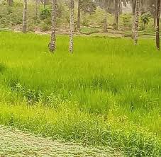 Profile for Johnson Uche