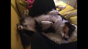 Hunde und vor allem welpen wachen regelmäßig nachts auf und drehen sich unzählige male. Darf Der Hund Auf Das Sofa Kann Ich Regeln Mit Positiver Verstarkung Durchsetzen Hundeerziehung Youtube