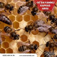 Kafkas Arisi Aricilik Arilar Ari