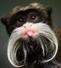 Handlebar Mustaches Are So Cool Animals Beautiful Cute Animals Rare Animals