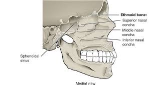 Neurocranium means around the cranium and viscerocranium means on the face. Facial Bones The Definitive Guide Biology Dictionary
