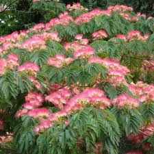 Albizia Julibrissin Ombrella Arbre De Soie Albizia Julibrissin Ombrella Albizia Julibrissin Arbre A Soie
