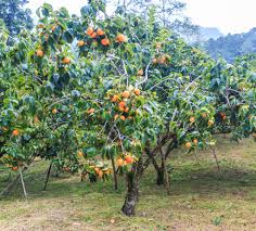 4.5 out of 5 stars (1,216) 1,216 reviews $ 18.95. Growing Your Own Persimmons