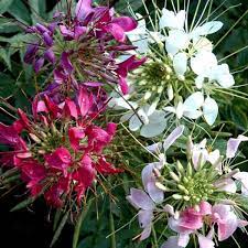 Giant Queen Mix Cleome Flower Seeds In 2020 Flower Seeds Annual Flowers Purple Plants
