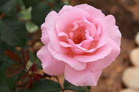 Our large range and extensive production experience provide a. The Queen Elizabeth Rose The Rose Created Especially For A Queen