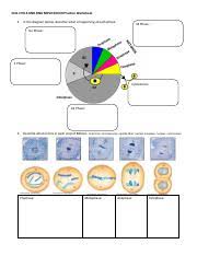 Name _____ period _____ date _____ dna: Cell Cycle Practice Pdf Cell Cycle And Dna Replication Practice Worksheet 1 In The Diagram Below Describe What Is Happening At Each Phase M Phase G2 Course Hero