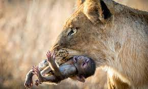 Nature At Its Most Cruel Baby Baboon Cries Out In Fear As Lioness Toys With It Before Killing It Daily Mail Online