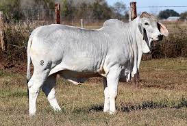 $1,000 (wco > hillsboro tx) Brc Donates Heifer In The Brahman Foundation Sale Dec 7 8 B R Cutrer Inc