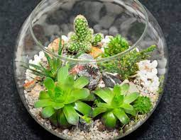 Succulents, or succulent plants, are plants with thick, fleshy plant parts that usually retain water, like cactus and aloe vera. Succulent Terrarium Instructions Learn About Growing Succulent Plants In Terrariums