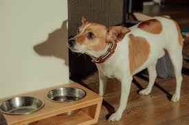 Open to other jobs as well. Wag Vs Rover The Pet Care Startups Competing To Walk Your Dog Vox