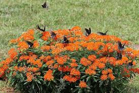 Pin On Birds And The Bees