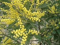Image result for Acacia lasiopetala