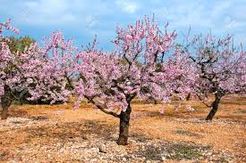 Borers attack trees already in stress, so be sure to maintain a regular irrigation application and fertilizing schedule. A Field Of Blossoming Almond Trees In Full Bloom Stock Photo Picture And Royalty Free Image Image 6597123