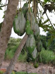 However, knowing what the right nutrient needed at the right time for. Fruit Trees With Powdery Mildew How To Treat Powdery Mildew On Fruit Trees