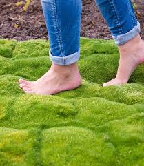Moos Forest Green Pflanzen Kaufen Schattenstauden Pflanzen