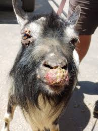This virus primarily causes an infection in sheep and goats, although it can be transmitted to people. Roy S Victory Over Sore Mouth In Goats Backyard Goats