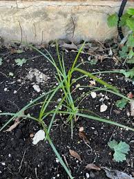 Image result for Cyperus nuerensis