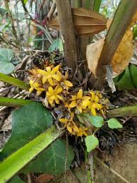 Image result for Curculigo