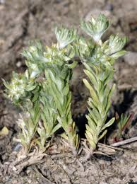 Image result for Gutenbergia polycephala