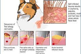 Flea And Fly Bite Hypersensitivity What Every Nurse Needs To Know The Veterinary Nurse
