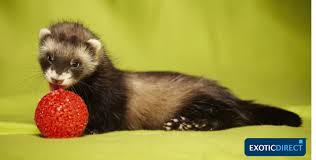 Using litter adds an extra $5 to $10 monthly. How Much Does It Cost To Keep A Ferret Exoticdirect