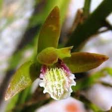 Image result for Terminalia phanerophlebia