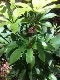 Image result for Vepris