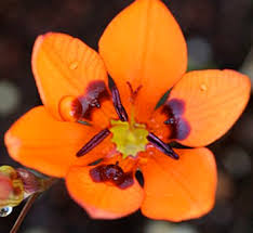 Image result for Tritonia