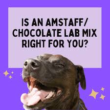 Choose breed african boerboel african boerboel mix airedale terrier airedoodle akbash akipoo akita akita mix alaskan klee kai alaskan malamute. Are American Staffordshire Terrier Lab Mixes Good Pets Pethelpful