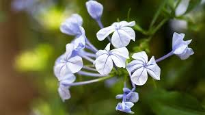 Poison ivy flowers develop into berries in the late summer. Plants That Can Cause A Rash Everyday Health