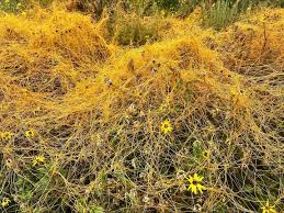 Image result for Cuscuta kilimanjari