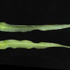 Image result for Floscopa leiothyrsa