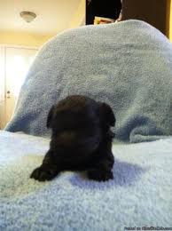 Precious christmas babies are ready to go home for valentine's 2/14/21! Beautiful Peekapoo Puppies Price 350 00 For Sale In Christiansburg Ohio Best Pets Online