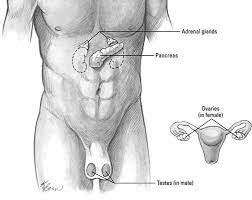 What You Should Know About The Endocrine System For The Emt Exam Dummies