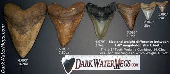 how much is a megalodon tooth worth dark water megs