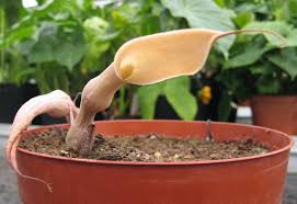 Image result for Stylochaeton puberulus