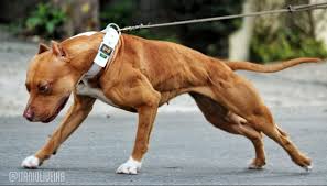 pin on pitbull