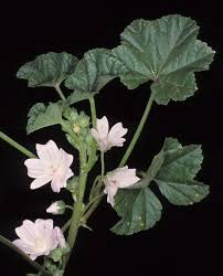 Image result for Malva neglecta