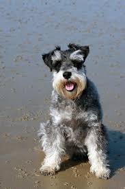 We did not find results for: Royalty Free White Schnauzer Photos Free Download Pxfuel