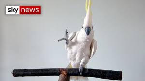 This Cockatoo Sure Can Dance Youtube