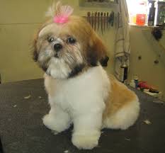 Pin On Shih Tzu Love