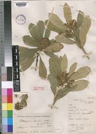 Image result for Pittosporum abyssinicum