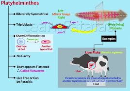 Maybe you would like to learn more about one of these? Kingdom Animalia Class 9 Chapter 7 Diversity In Living Organisms