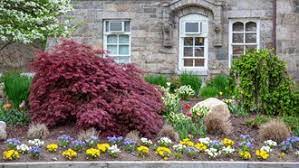It needs a sunny spot and moderately fertile soil. Best Dwarf Trees For Small Space Landscaping Flowering And More Davey Blog