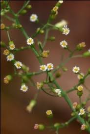 Image result for Conyza