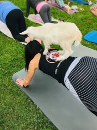 Maybe you would like to learn more about one of these? Baby Goat Yoga Oh Ma Goats Farm