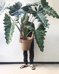 Migliaia di nuove immagini di alta qualità aggiunte ogni giorno. Plants Design Together On Instagram I M 184 Cm Nuf Said Alocasia Pseudo Sanderiana Yes My Feet Are Pale Big Plants House Plants Indoor House Plants